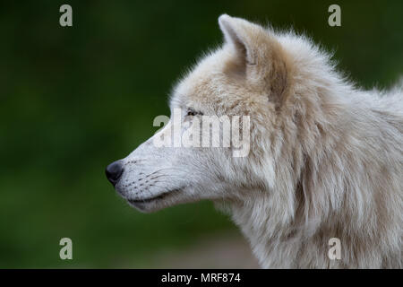 Arctic Wolf (Canis lupus arctos) closeup im Herbst in Kanada Stockfoto