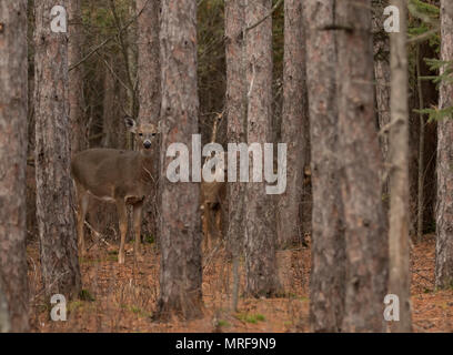 Weißwedelhirsche in einem Herbst Wiese in Kanada Stockfoto