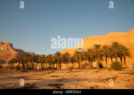 Ein Gedi Bereich Stockfoto