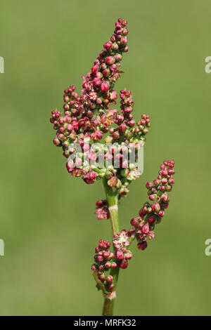 Blühende gemeinsame Sauerampfer Rumex acetosa Stockfoto