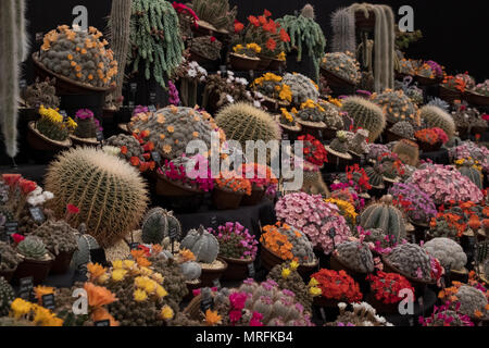 Anzeige von Bunt blühende Kakteen vor einem schwarzen Hintergrund, an der Königlichen Gartenbaugesellschaft Chelsea Flower Show, London UK 2018 gesehen. Stockfoto