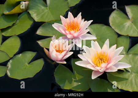 WINTERHARTE SEEROSE - NYMPHAEA 'SIOUX' Stockfoto