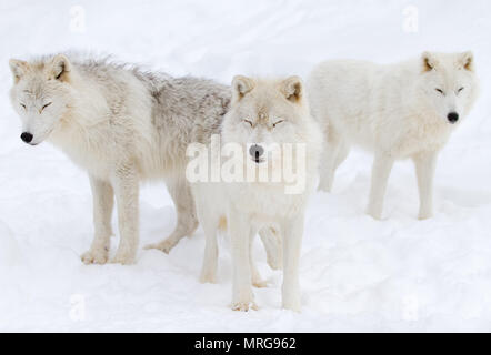Arktische Wölfe (Canis lupus arctos) stehen im Winter schnee Kanada Stockfoto
