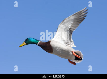 Stockente (Anas platyrhynchos) Drake auf der Flucht vor einem blauen Himmel im Winter in Kanada Stockfoto