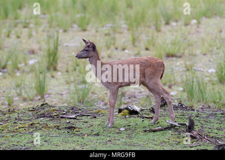 Red Deer fawn in einer grünen Wiese in Kanada stehen Stockfoto