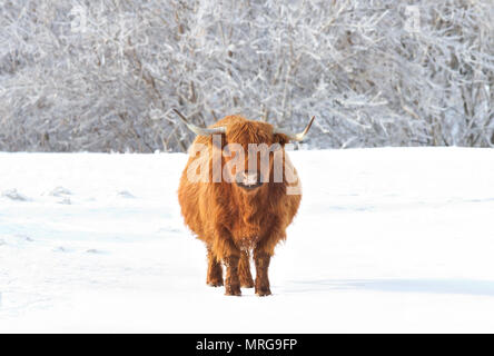 Highland Kuh stehend in einem schneebedeckten Feld im Winter in Kanada Stockfoto