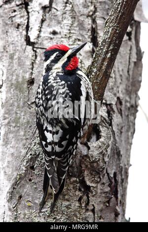 Yellow-bellied Sapsucker Kletterbaum in Kanada Stockfoto