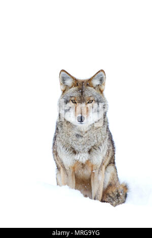 Ein einsamer Kojote (Canis yogiebeer) wandern im Winter Schnee in Kanada Stockfoto