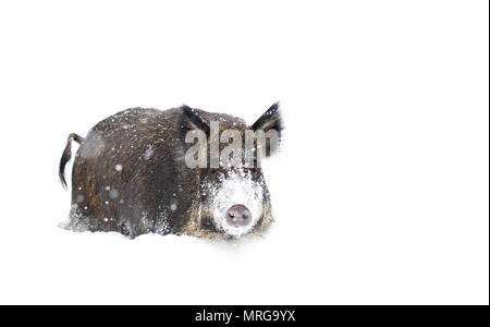Wildschwein im Winter Schnee in Kanada Stockfoto