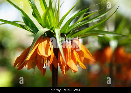 Schöne bunte orange tulipa Blumen blühen im Frühling Garten. dekorative Tapete mit gelben seltene Tulpe Blume Blume im Frühling. Schönheit von Nat Stockfoto
