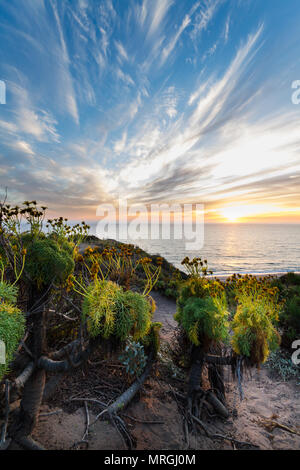 Sonnenuntergang mit einem Vordergrund Coreopsis gigantee, einer lebendigen Blüte am Point Dume State Beach abgeschlossen hat. Stockfoto