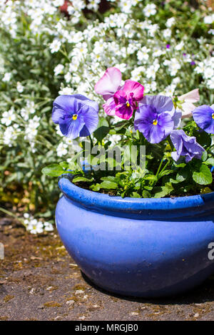 Schönen Pastelltönen Stiefmütterchen wächst im Garten in der blauen Blumentopf. Stockfoto