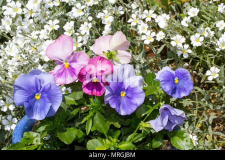 Schönen Pastelltönen Stiefmütterchen wächst im Garten in der blauen Blumentopf. Stockfoto