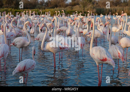 Rosaflamingo (Phoenicopterus Roseus), Camargue, Provence-Alpes-Cote d ' Azur, Frankreich, Europa Stockfoto