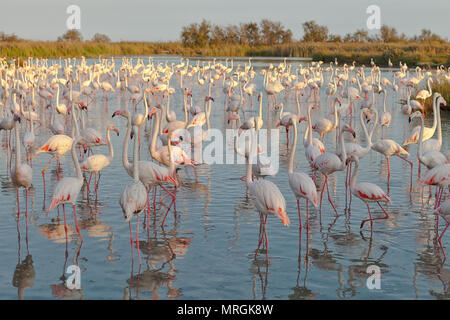 Rosaflamingo (Phoenicopterus Roseus), Camargue, Provence-Alpes-Cote d ' Azur, Frankreich, Europa Stockfoto