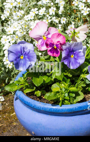 Schönen Pastelltönen Stiefmütterchen wächst im Garten in der blauen Blumentopf. Stockfoto