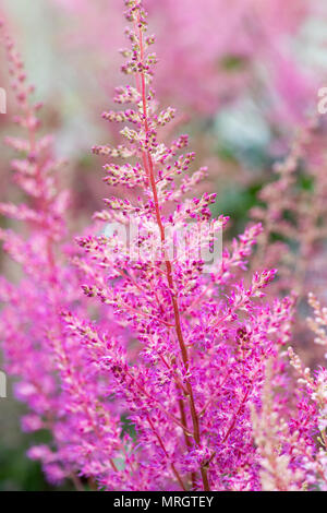 Astilbe X arendsii "Amethyst". Falsche Spirea "Amethyst". Falsche Geißbart, die Blume "Amethyst" Stockfoto