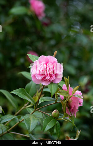 Camellia williamsii x 'Debbie' Blüte im Mai. Großbritannien Stockfoto
