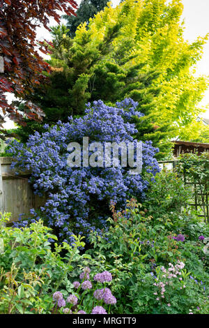 Ceanothus 'Concha'. Kalifornische lilac' Concha' in Blume in einem englischen Garten. Großbritannien Stockfoto