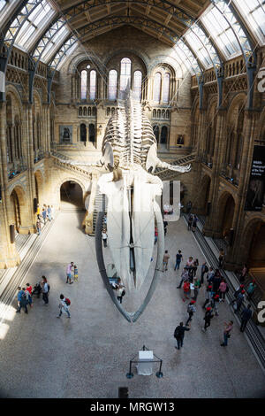 Blauwal Skelett in der Grand Hall des Natural History Museum, London, England Stockfoto