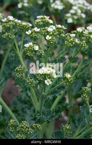 Crambe maritima. Sea kale in Blume Stockfoto