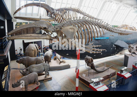 Wal Skelette Natural History Museum London England Stockfoto