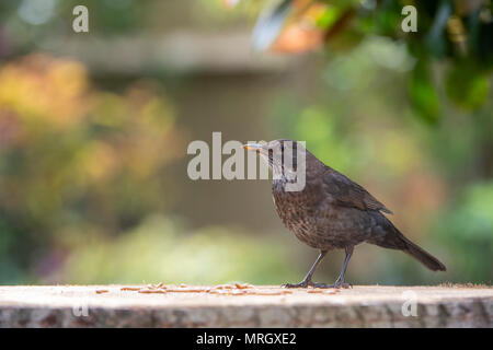 Turdus merula. Weibliche Amsel Fütterung auf Mehlwürmer auf einen Vogel. Großbritannien Stockfoto