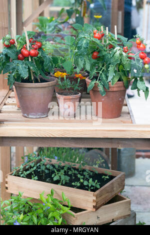 Tomatenpflanzen und Sämlinge in einem Gewächshaus eine Blume zeigen. Großbritannien Stockfoto