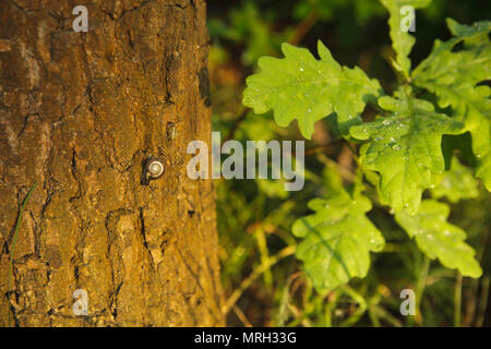 Kleine Schnecke walkig auf den Baum, Nahaufnahme, Abendlicht Stockfoto