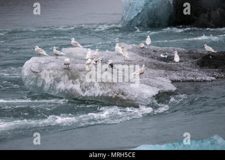 Eisschollen an der Jokulsarlon Gletscherlagune bei Breiðamerkurjökull, einem Auslaufgletscher des herrlichen Vatnajökull Gletschers, der dahinter liegt. Eisscholle, Eisschwimmen, Meereis, Drift-Eis, blaues Eis Eisscholle, Meereisbildung und -Merkmale, schwimmende Eisblöcke, Flöße und Hummocks, eine große Packung schwimmenden Eises am Diamond Beach. Der Jokulsarlon Gletscher, treiben, schwimmen, schmelzen, Erwärmung, polar, arktisch, global, Gletscher, blau, kalt, tauen Landschaft, Ozean Lagune schwarzen Sandstrand, Island. Stockfoto