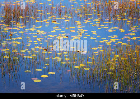 Schilf, Seerosen und reflektierter blauer Himmel in einem Teich im Acadia National Park Stockfoto