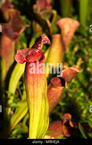 Sarracenia chelsonii Stockfoto