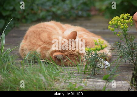 CATNAP: ALFIE genießt eine DÖSEN IM GARTEN HINTER dem Haus, geniessen Sie die Wärme der Sonne. WEST SUSSEX, 21. Mai 2018. Stockfoto