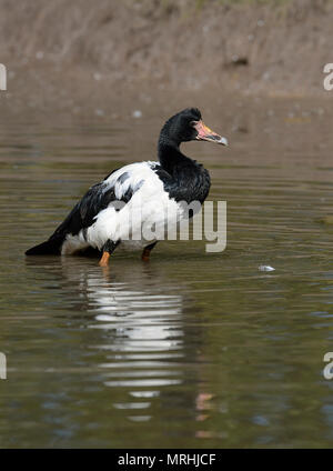 Spaltfußgans - Anseranas semipalmata Eingeborener von Australien Stockfoto