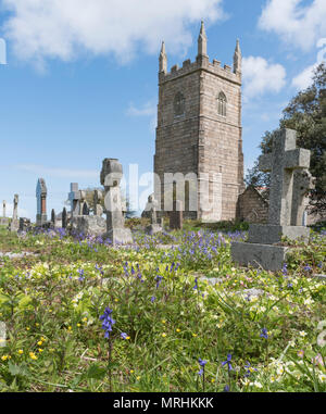 Frühling wilde Blumen wachsen in den Kirchhof von St. Uny, Lelant, Cornwall Stockfoto