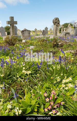 Frühling wilde Blumen wachsen in den Kirchhof von St. Uny, Lelant, Cornwall Stockfoto