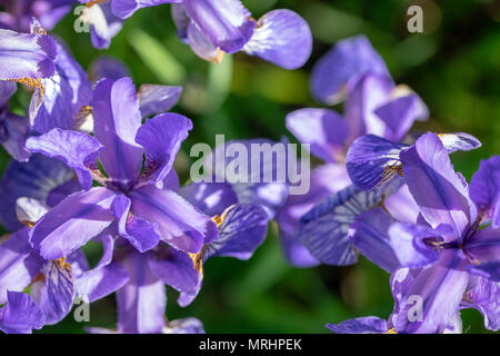 Iris pumila Blumen (gemeinhin als sibirische Iris oder Sibirische Flagge bekannt) Stockfoto