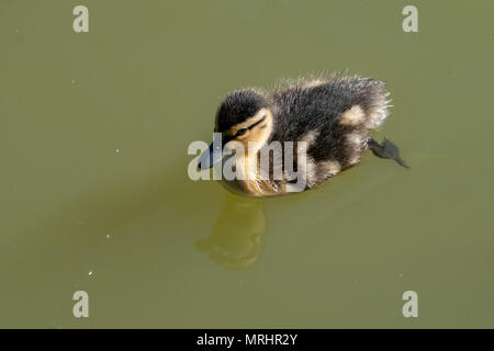 Aufwand erfassen eines jungen Mallard Entlein Stockfoto