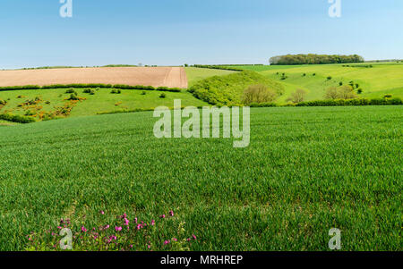 Blick über eine landwirtschaftliche Landschaft mit weizenfeld auf hellen Frühling Morgen in der Nähe von Wolds Sledmere, Yorkshire, Großbritannien. Stockfoto