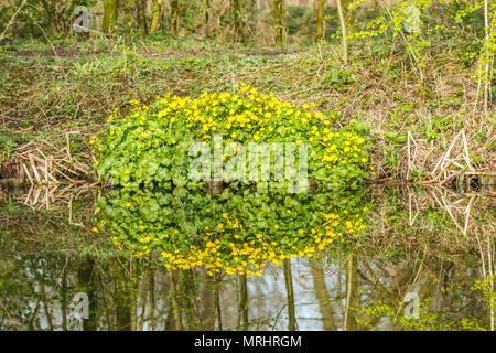 Sumpfdotterblume, Caltha palustris, mit gelben Blüten und helle grüne Blätter im Frühjahr entlang Graben im Wasser widerspiegelt Stockfoto