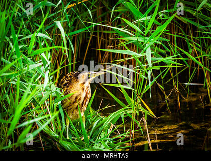 In einem Reed bett Rohrdommel Stockfoto