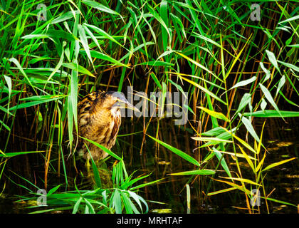 In einem Reed bett Rohrdommel Stockfoto