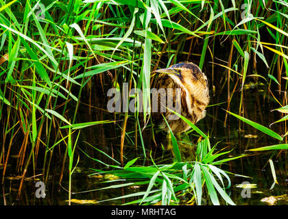 In einem Reed bett Rohrdommel Stockfoto