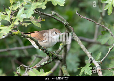 Gewöhnlicher Weißkehlchen, Sylvia communis Stockfoto