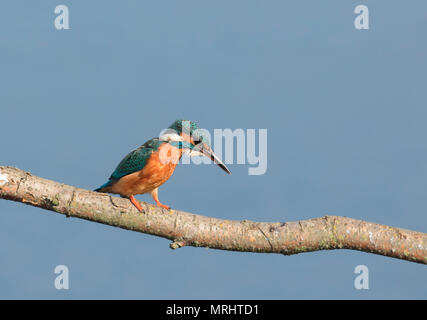 Kingfisher hocken auf einem Zweig Stockfoto