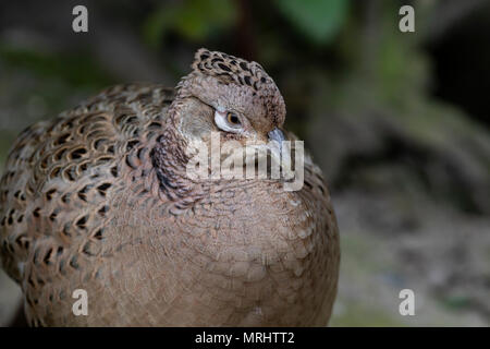 Portrait einer weiblichen Fasan Stockfoto