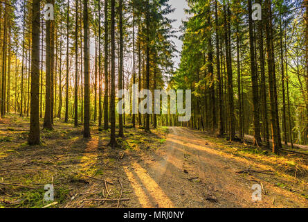 Bei Sonnenaufgang erwachen Wald mit Pinien in der Deutschen Vulkaneifel in Gerolstein mit braunen Blätter gefallen und durch Regenwasser erodiert Rinnen Stockfoto