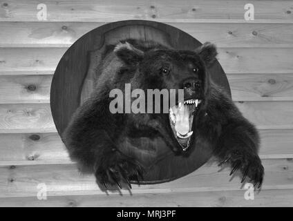 Schwarz-weiß Foto - ein wilder Bär mit einem schrecklichen offenen Mund in Form einer Vogelscheuche an einer Wand anmelden Stockfoto