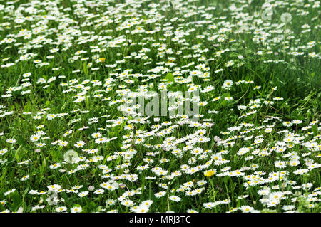 Ein Feld voller Gänseblümchen Stockfoto