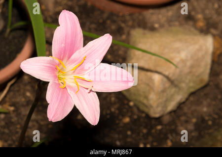 Rosa Regen Lily (Zephyranthes Carinata) Stockfoto